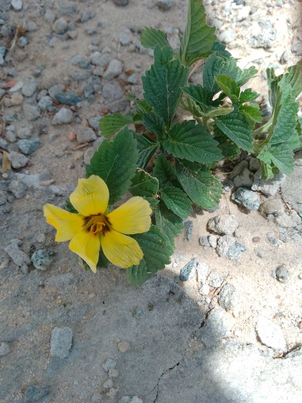 Identificação da planta Chanana por foto