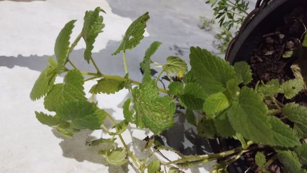 Identificação da planta Erva-cidreira por foto