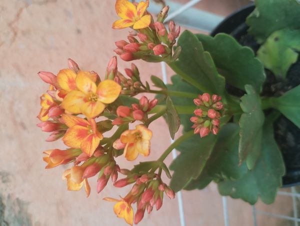 Identificação da planta Flor da fortuna por foto