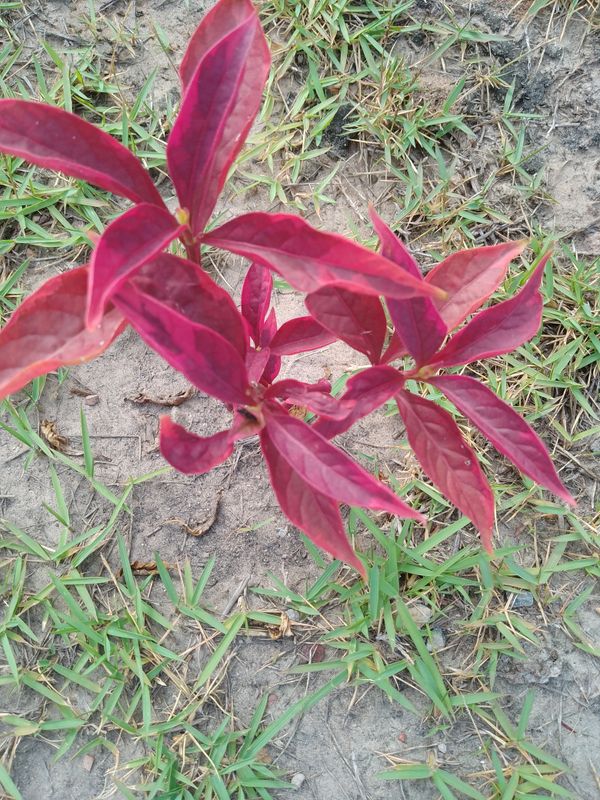 Identificação da planta Penicuíca por foto