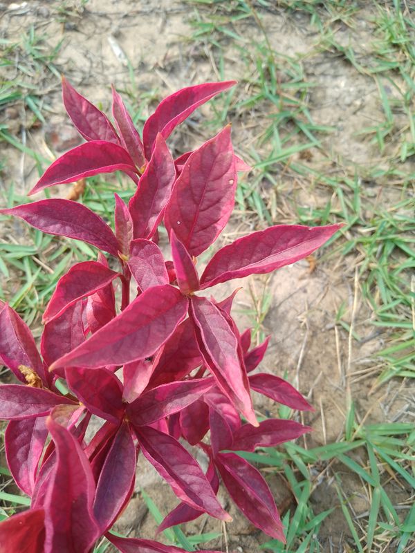 Identificação da planta Penicuíca por foto