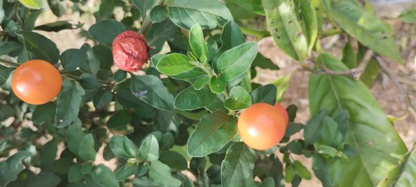 Identificação da planta Figueira-do-inferno por foto