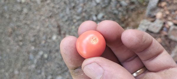 Identificação da planta Aspargo por foto