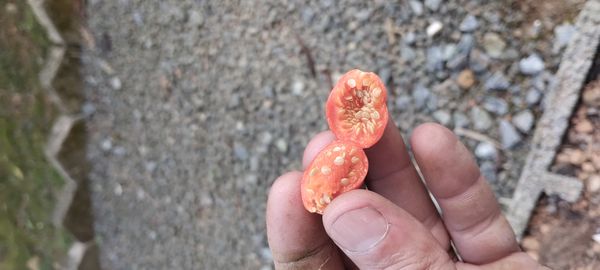 Identificação da planta Uvaia-do-mato por foto