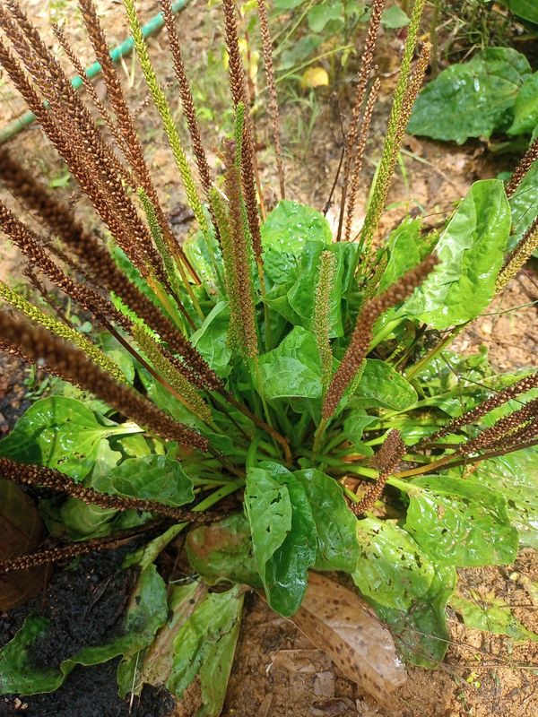 Identificação da planta Tanchagem por foto