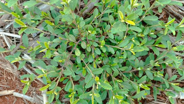 Identificação da planta Guanxuma por foto