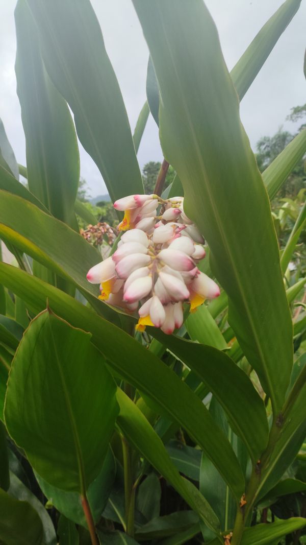 Identificação da planta Colônia por foto