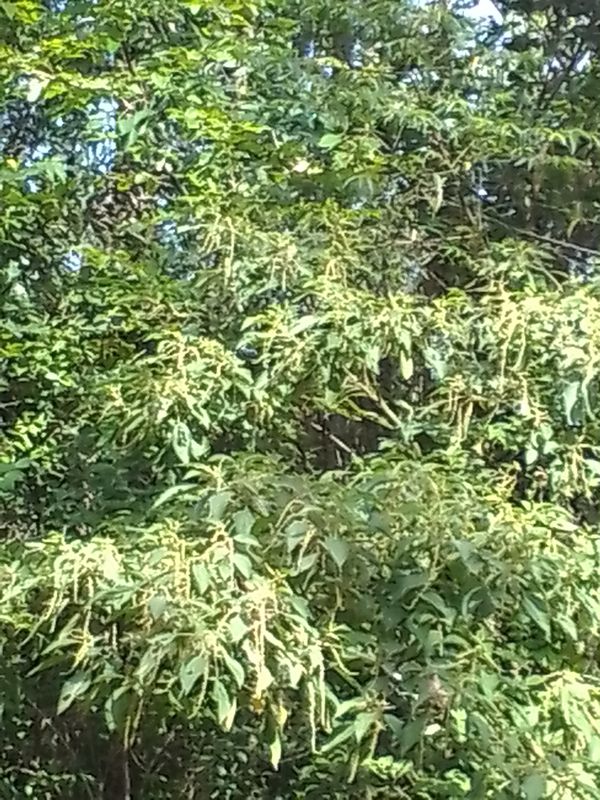 Identificação da planta Urtiga-branca por foto