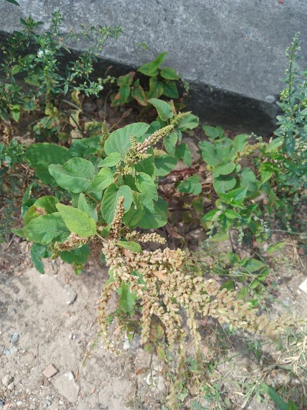 Identificação da planta Bredo por foto