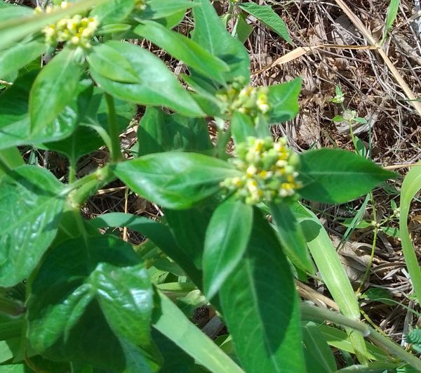 Identificação da planta Leiteira por foto