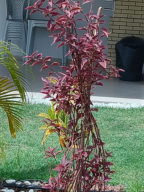 Identificação da planta Penicuíca por foto