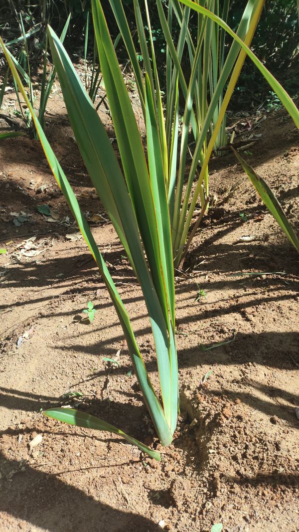 Identificação da planta Lírio-do-brejo por foto