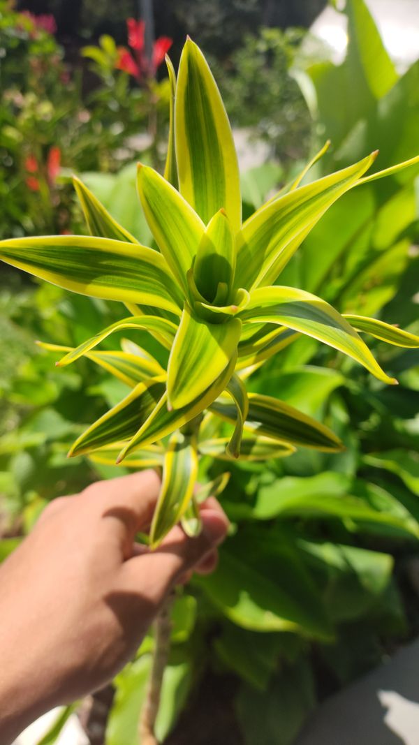 Identificação da planta Pleomele por foto