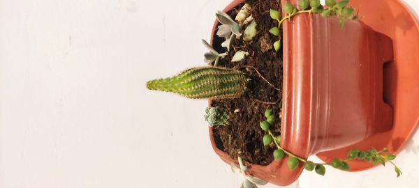 Identificação da planta Cacto-amendoim por foto