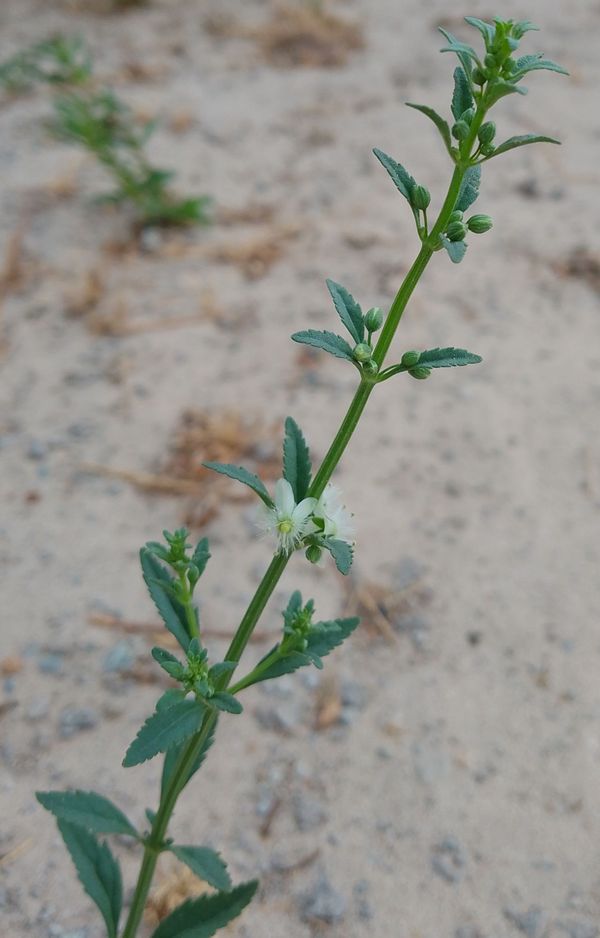 Identificação da planta Vassourinha por foto