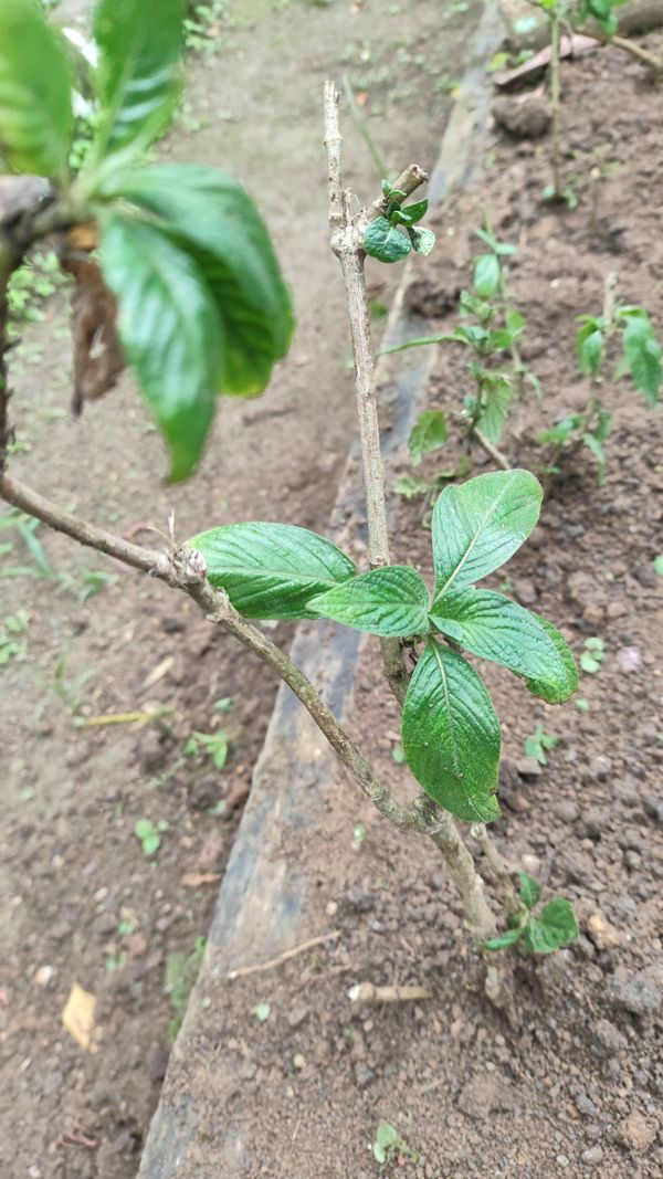 Identificação da planta Estrela-do-egito por foto
