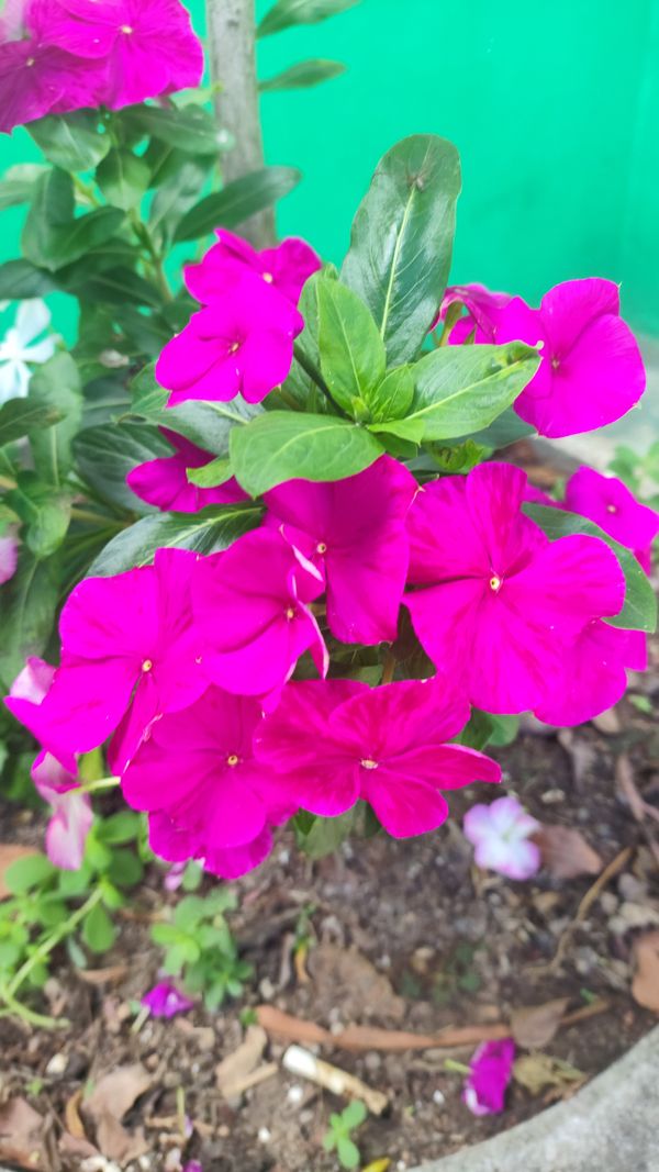 Identificação da planta Vinca por foto