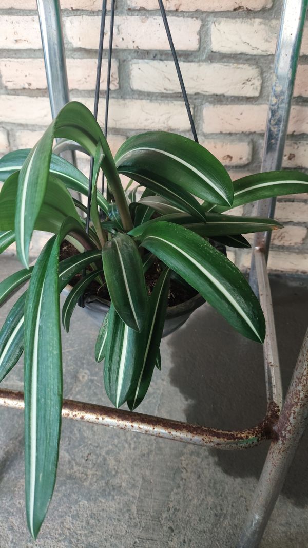 Identificação da planta Amaryllis por foto