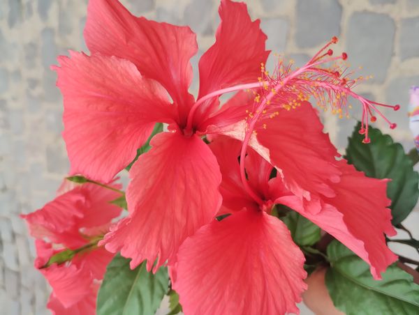 Identificação da planta Hibisco-aranha por foto