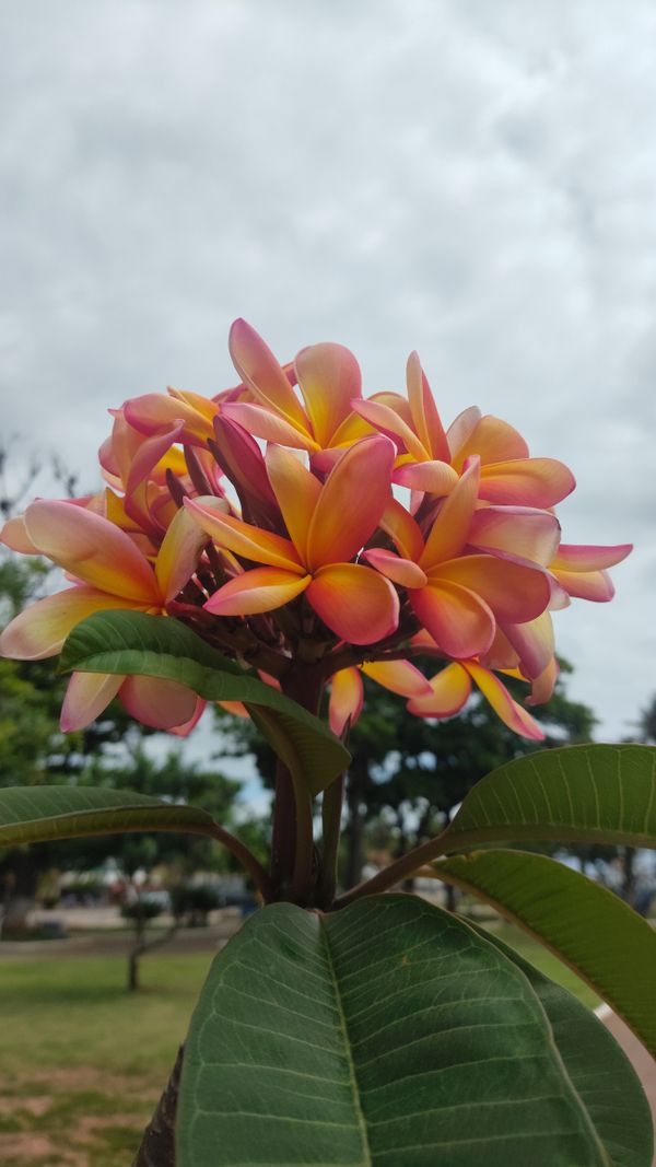 Identificação da planta Jasmim-manga por foto