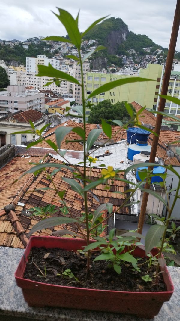 Identificação da planta Erva-de-santa-luzia por foto