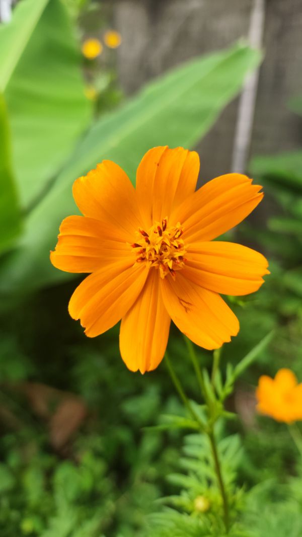 Identificação da planta Cosmos por foto