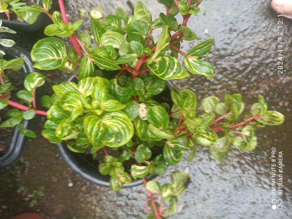 Identificação da planta Bredinho-difuso por foto