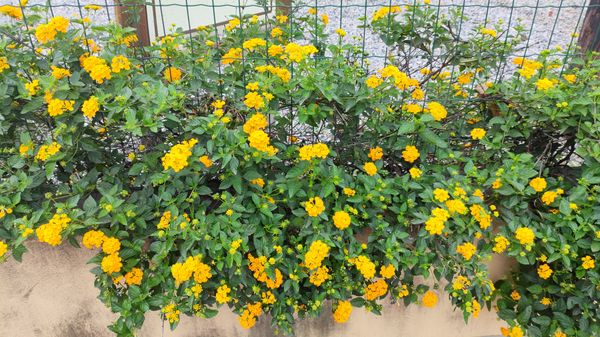 Identificação da planta Cambará por foto
