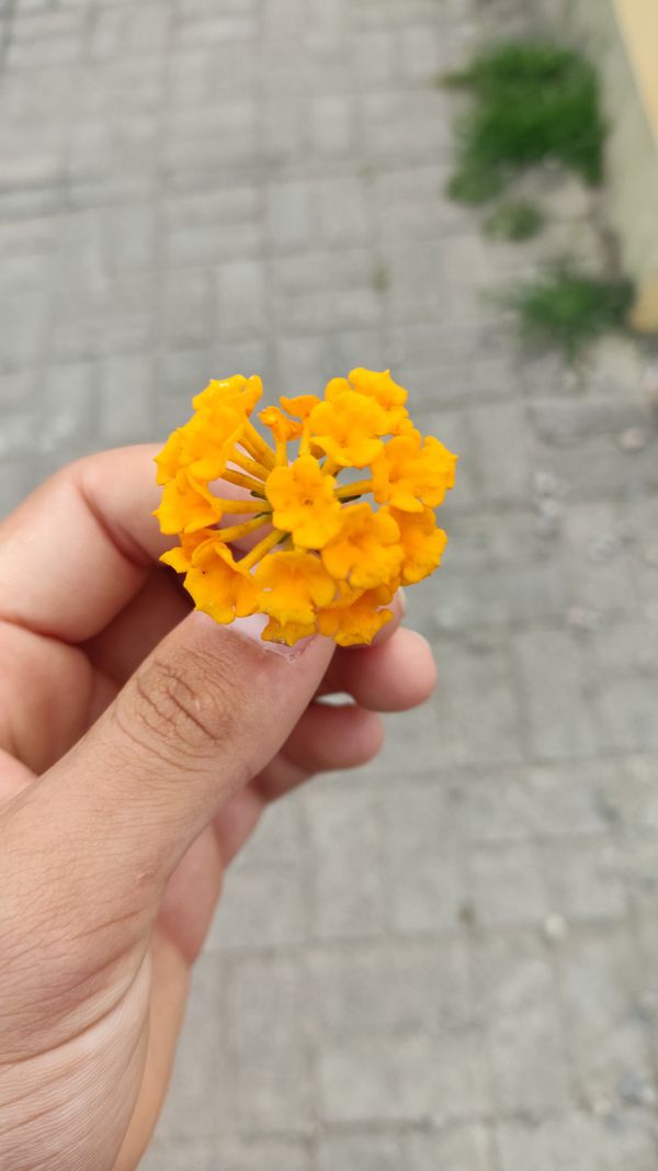 Identificação da planta Buddleja por foto