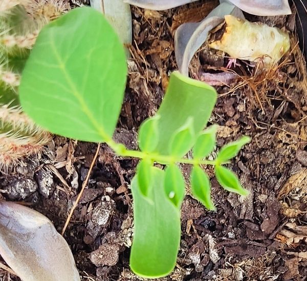 Identificação da planta Flamboyant-branco por foto