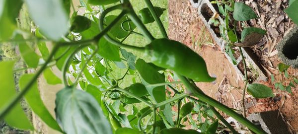 Identificação da planta Pimenta-de-cheiro por foto