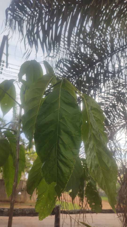 Identificação da planta Ipê Rosa por foto