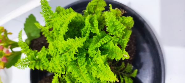 Identificação da planta Samambaia por foto