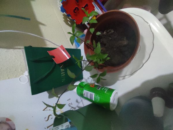 Identificação da planta Tradescantia-nanica por foto
