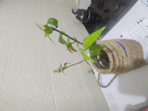 Identificação da planta Trepadeira-vermelha por foto