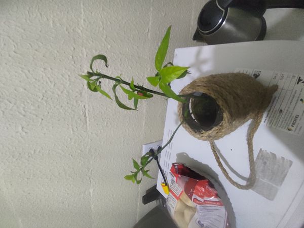 Identificação da planta Pucá por foto