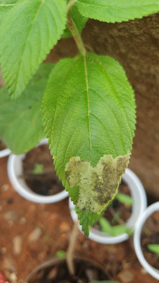 Identificação da planta Cidreira por foto