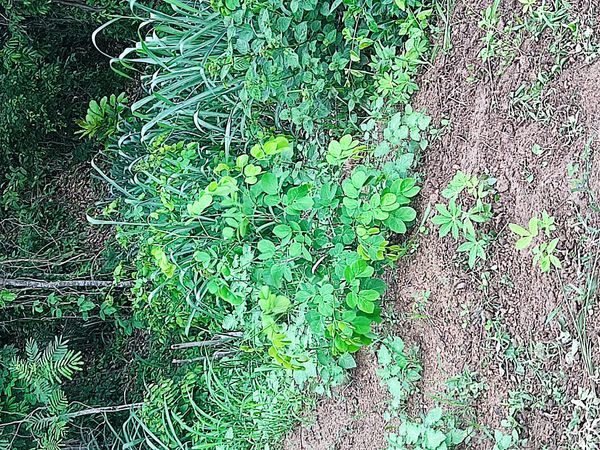 Identificação da planta Fedegoso por foto