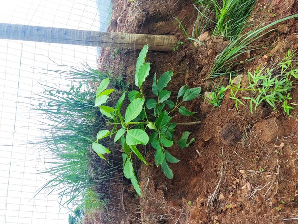 Identificação da planta Ipê Rosa por foto