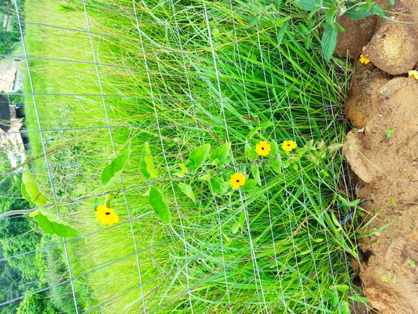 Identificação da planta Maria-sem-vergonha por foto