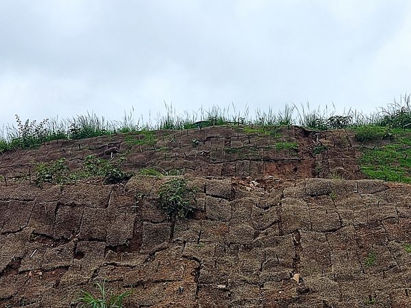 Identificação da planta Vetiver por foto
