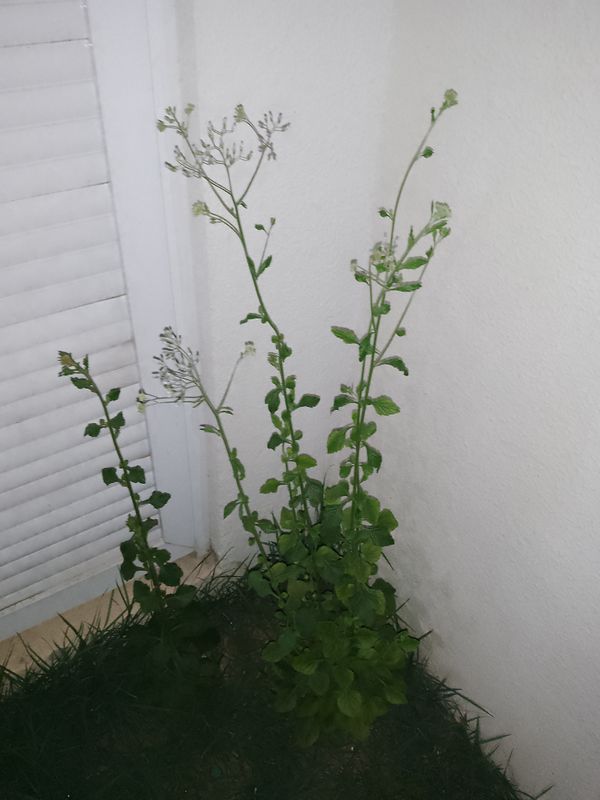 Identificação da planta Nabo-bravo por foto
