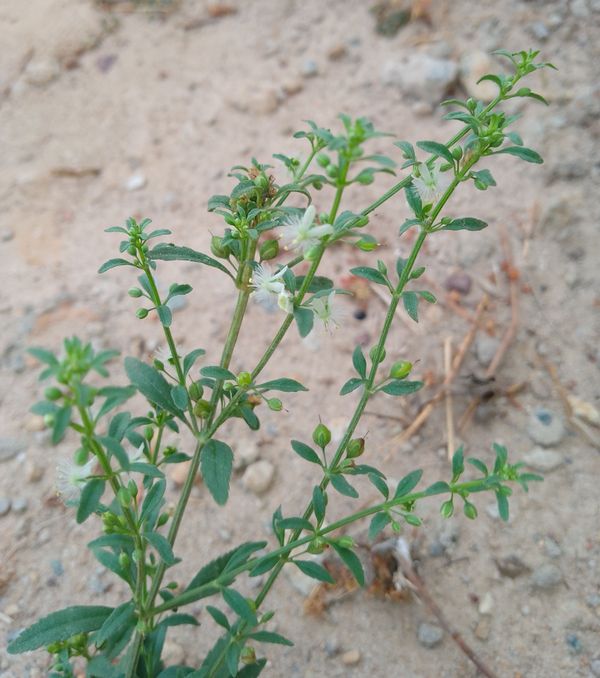 Identificação da planta Vassourinha por foto