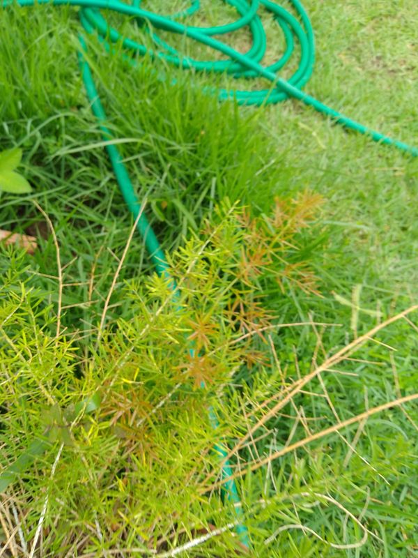 Identificação da planta Alfinete por foto