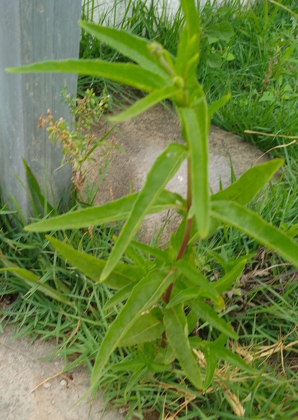 Identificação da planta Erva botão por foto