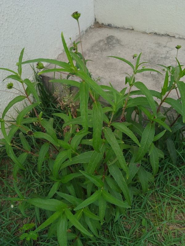 Identificação da planta Erva botão por foto