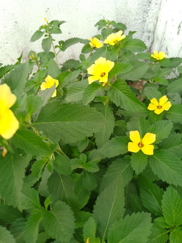 Identificação da planta Chanana por foto