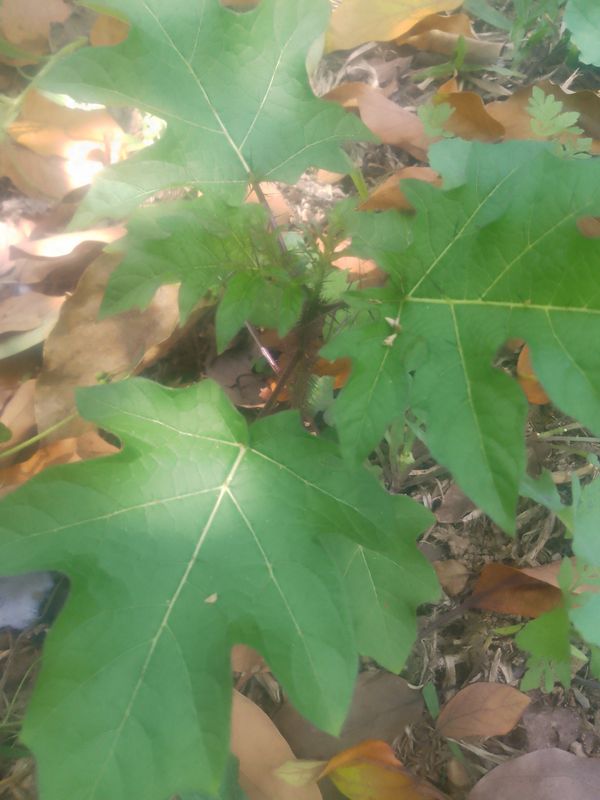 Identificação da planta Joá-bravo por foto