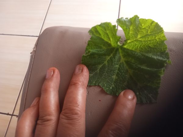 Identificação da planta Abóbora moranga por foto