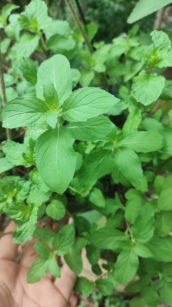 Identificação da planta Hortelã por foto